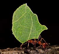 Ant.jpg