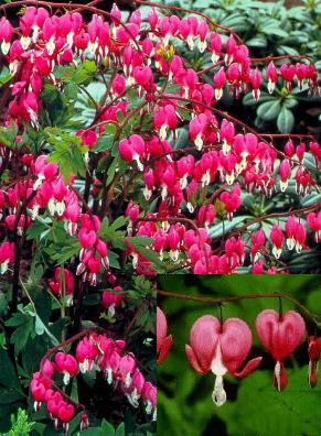 Dicentra-Bleeding_Heart.jpg