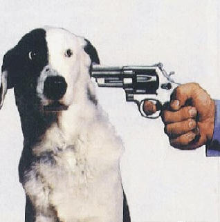 image: Shoot%20the%20Dog