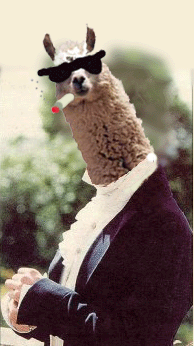 llama%20darcy.gif