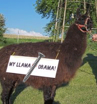 my-llama-screwed-obama.gif