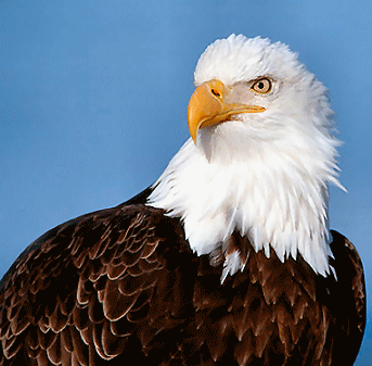 bald-eagle.gif
