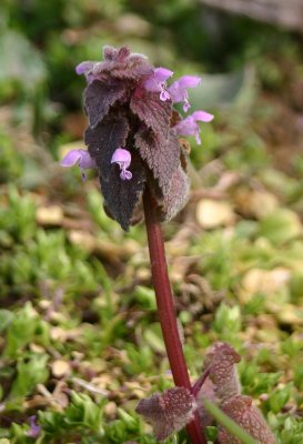 deadnettle.jpg