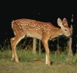 fawn.jpg