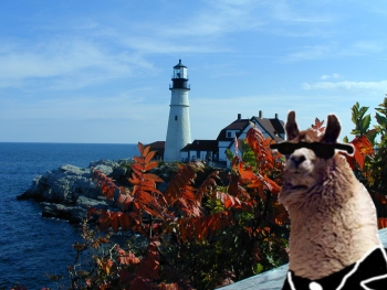 llama_maine.jpg