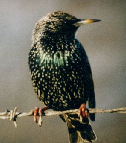 starling bird portrayal