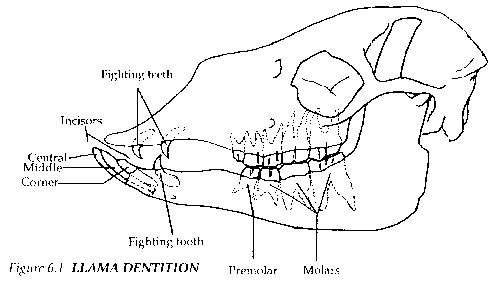 teeth2.jpg